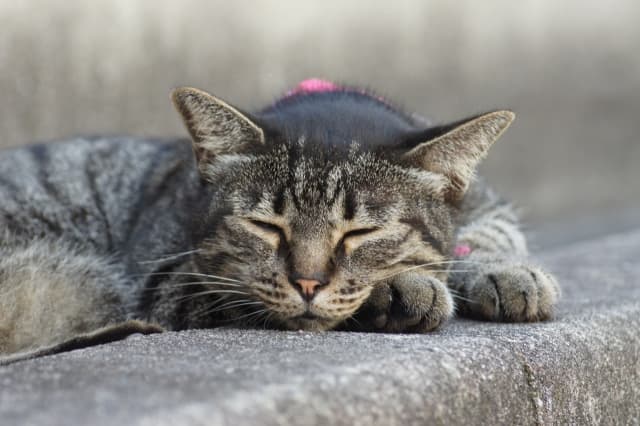 株式会社ドクターペット／北千束動物病院の獣医師 正社員求人（東京都大田区の動物病院）