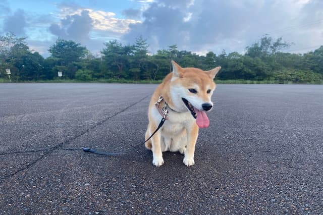 株式会社 ふれあいの丘動物病院の獣医師 正社員求人（神奈川県横浜市都筑区の動物病院）