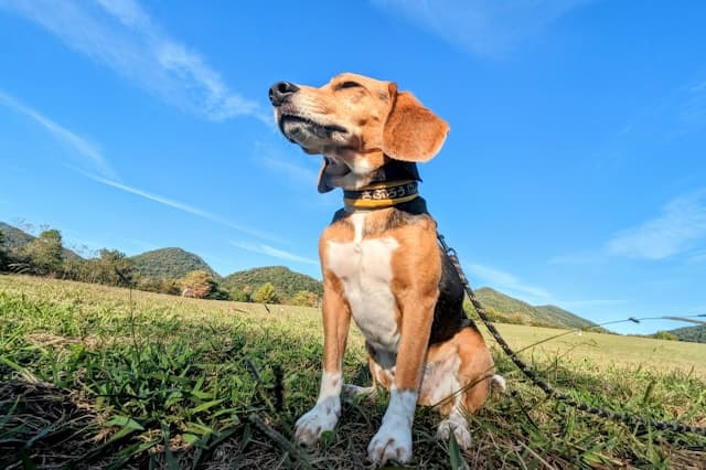 有限会社杉浦獣医科／あいち犬猫医療センターの獣医師 正社員求人（愛知県安城市の動物病院）