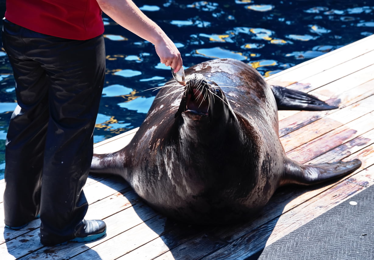 水族館で働く獣医の5つの仕事内容