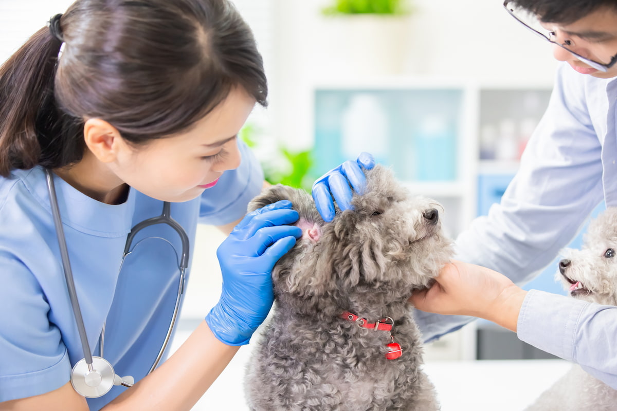 獣医師のやりがい3選