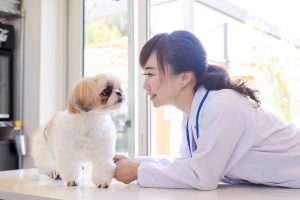 獣医師になるのは難易度が高い？心が折れないための勉強のコツや心構え